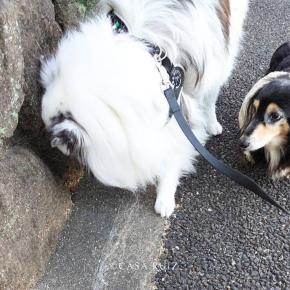 ジーンスタイルとぶーたんとムスメの腹巻。