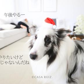 ルイズ家ツリー2025