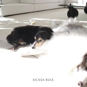 かわいいんですけど。