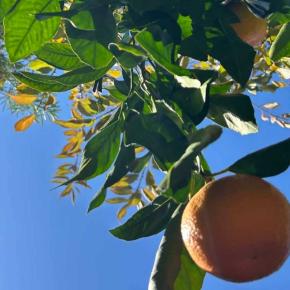 お庭の蜜柑、樹の実拾い、ご挨拶