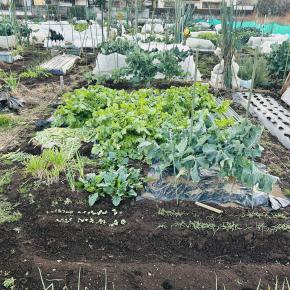 #60 暮れる年、儚い農園