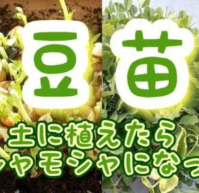 【家庭菜園】料理に使った豆苗の下の部分を土に植えてみた。