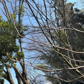 ウグイスの声が聴こえる暖かさに（今から夏バテ予防を考える) 