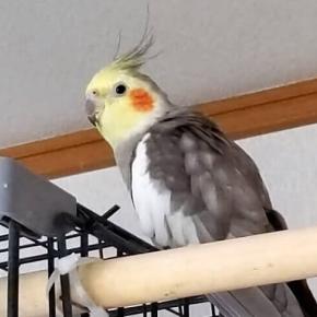 空腹は最高のスパイス【オカメインコの手作りご飯日記】