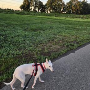 わんこと久しぶりのあさんぽ