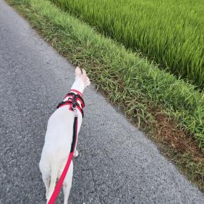 わんこと日の出前のあさんぽ