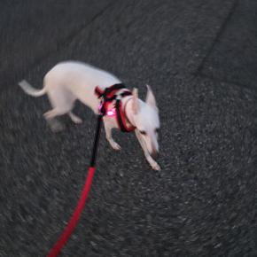 わんこと暗いあさんぽと敬老の日