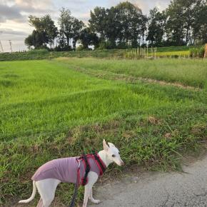 わんことあさんぽ