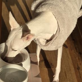 シニア犬ケアの日々～そこだったの？