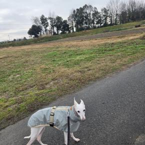 シニア犬ケアの日々～いつもの昨日