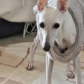 シニア犬ケアの日々～今年もありがとうございました。