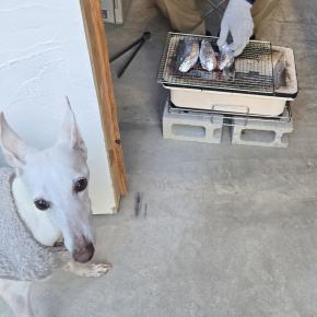 シニア犬ケアの日々～焼きいも焼いてもらったよ