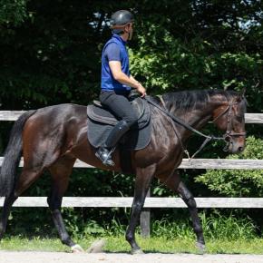 【ウィンスタンリー】8月3週目のしがらき早来組各馬の近況更新【エンベッカ】ほか