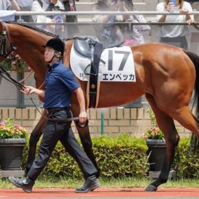 【シックスペンス】8月4週目の各馬の近況更新【ヴィンセンシオ】ほか