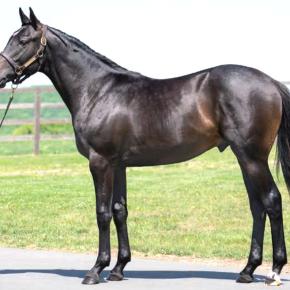 【ブロンディーヴァの24】24年産馬初の近況更新【ライジングクロスの24】ほか