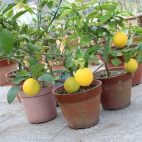 挿し木のバラとレモン