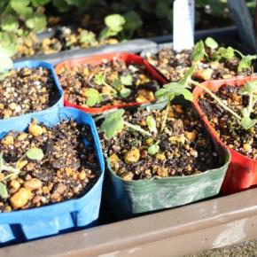 デルフィニウム・オーロラ