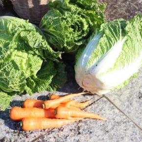 80日の白菜初採り