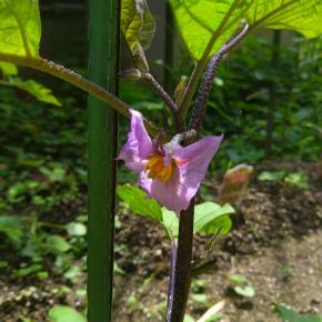 夏野菜の成長② 野菜の花が咲き始めてます。