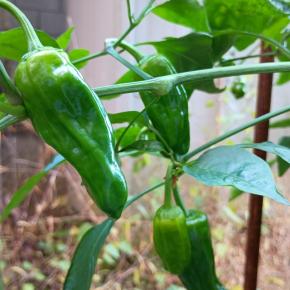 頑張るピーマン。