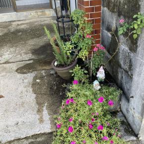 季節の移ろい感じています。…ドライフラワー作ってみました。