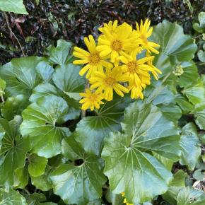 石蕗の花に魅せられて・・・