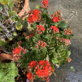 ヨガ教室・・・楽しんできます。