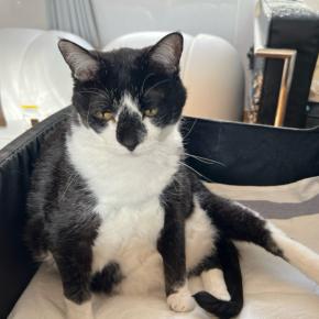 タビちゃんと旅（タビ）する猫ママ一人旅