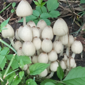 そろそろ初秋だ！キノコ観察に行こう！ 