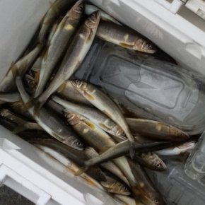 子持ち小鮎の甘露煮