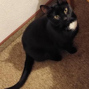 陰陽五行で煙にまく