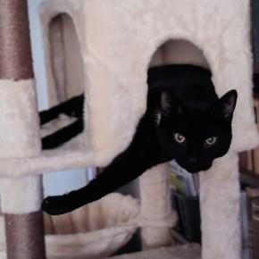 初夢のタイミング