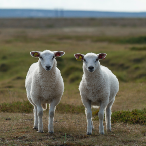 ケーキ屋の列に並んでいたら、前にいたおじさんが、同じ髪型で同じような眼鏡をかけて同じブランドのバッグを持っていたんだけど、挨拶すべき？