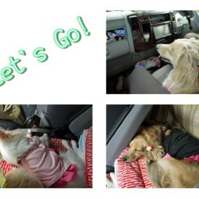 3わんと一緒のキャンカー旅 今回は静岡県の浜名湖の旅の1日目の続きですぅ〜❗ 石松餃子を食べて、浜名湖SAで1泊でしたが、今でも思い出に残っています。動画もありますよ。