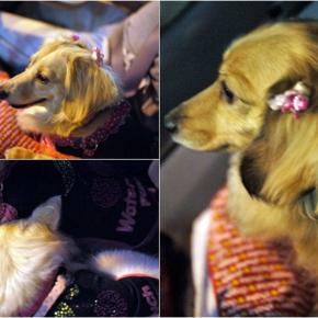 3わんと一緒のキャンカー旅 今回は長野県の小布施・松本の旅ですぅ〜❗当時のシルバーウィークの後半です。横川SAに立ち寄り、松代PAで1泊しましたよ。朝のお散歩はとても気持ち良かったです❗❗