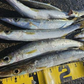 爆釣！ミノーで狙う尺カマス釣行 in ひたちなか市【2025.06.17】