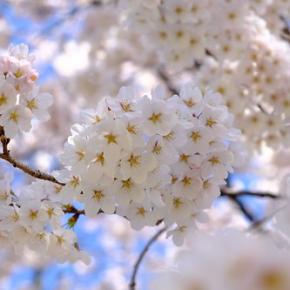 春の景色まとめ見。3〜4月の花と風景｜写真さんぽアルバム 2025#02