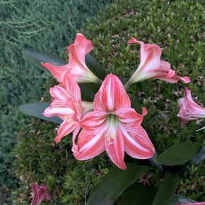 今日は朗読の日「Catharsis(France)その1」