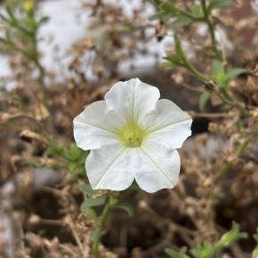 今日はあかりの日「Medicine Head (UK)その2」