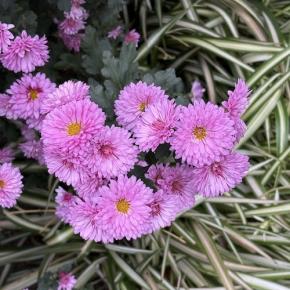 今日は日本人宇宙飛行士記念日「The Mindbenders(UK)その2」