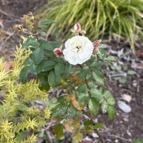 今日は福の日「Shades Of Blue(United States)」