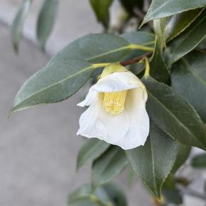 今日は元日「Night Sun-Mournin' (Germany)」