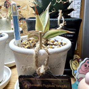 サンスベリアの株分け