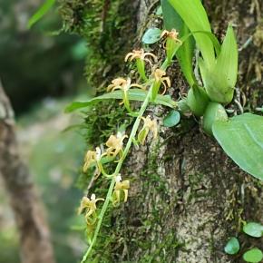 餅つきと花探し