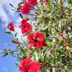 No.40 ハワイ島カイルアコナの美花【太平洋ぐるり周遊往復横断クルーズ60日】