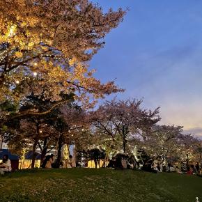 てんしばの夜桜 と 映画
