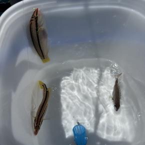 魚釣りに行ってきました 2025年8月