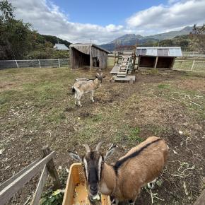 ランチと雑貨と3匹のヤギ 2025年11月