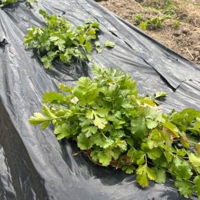 家庭菜園で無農薬野菜、今年は何作る？