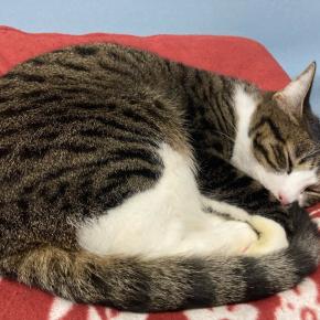 久しぶりに紅白最後まで見たよ